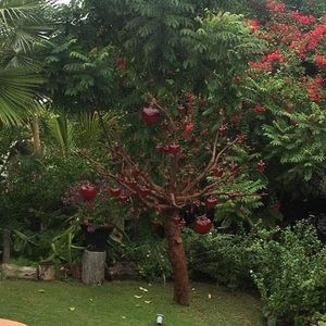 Meet your Posher, Iris